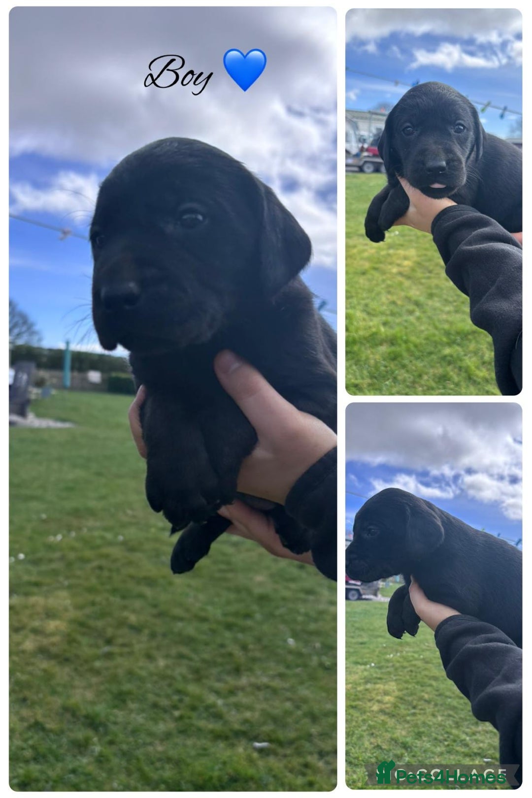 Labrador Retriever dogs for sale: Gorgeous Labrador pups for sale - Image 3