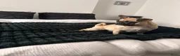 Frug dogs for sale: Mimii and Aria - Advert 7