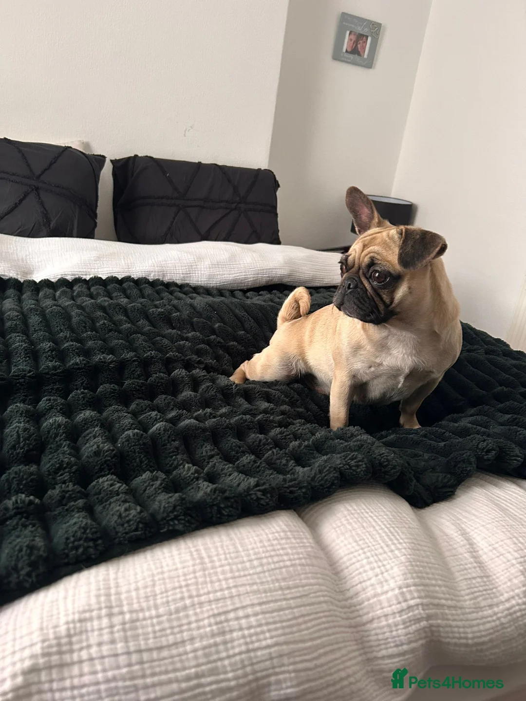 Frug dogs for sale: Mimii and Aria - Advert 7