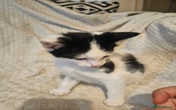 Mixed Breed cats for sale: 8 lovely kittens for sale - Image 24