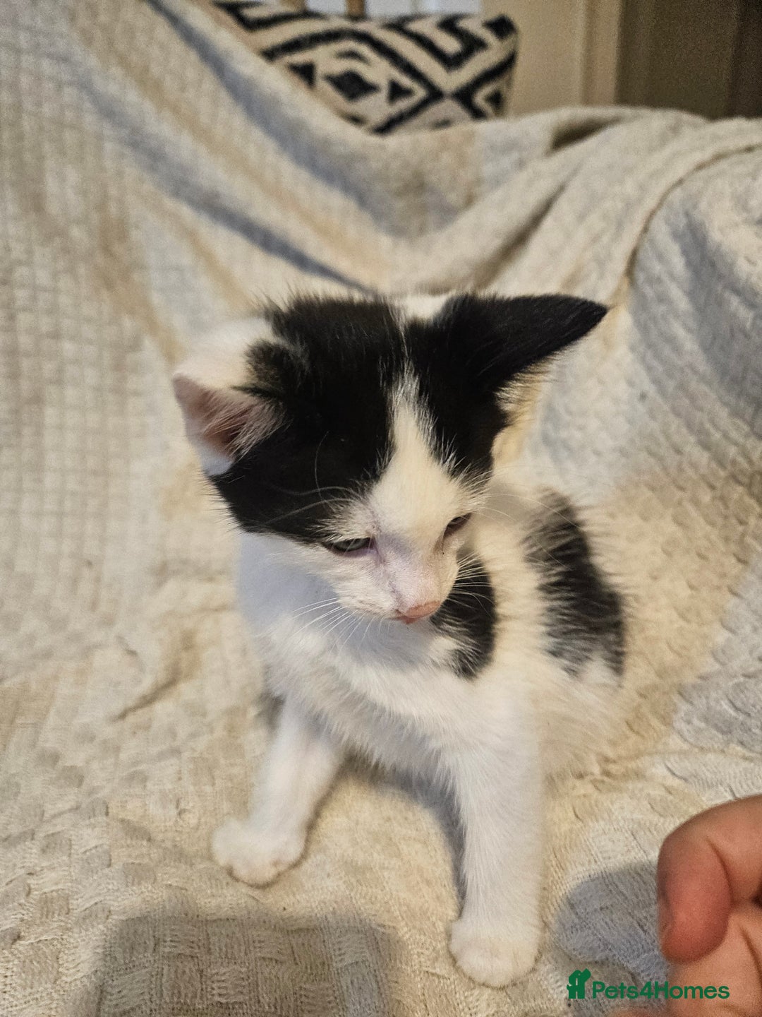 Mixed Breed cats for sale: 8 lovely kittens for sale - Image 24