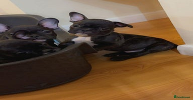 French Bulldog dogs French puppies  - Advert 7