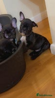 French Bulldog dogs French puppies - Advert 3