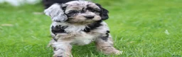Cavapoo dogs for sale: Beautiful Cavapoo puppies for sale - Advert 24