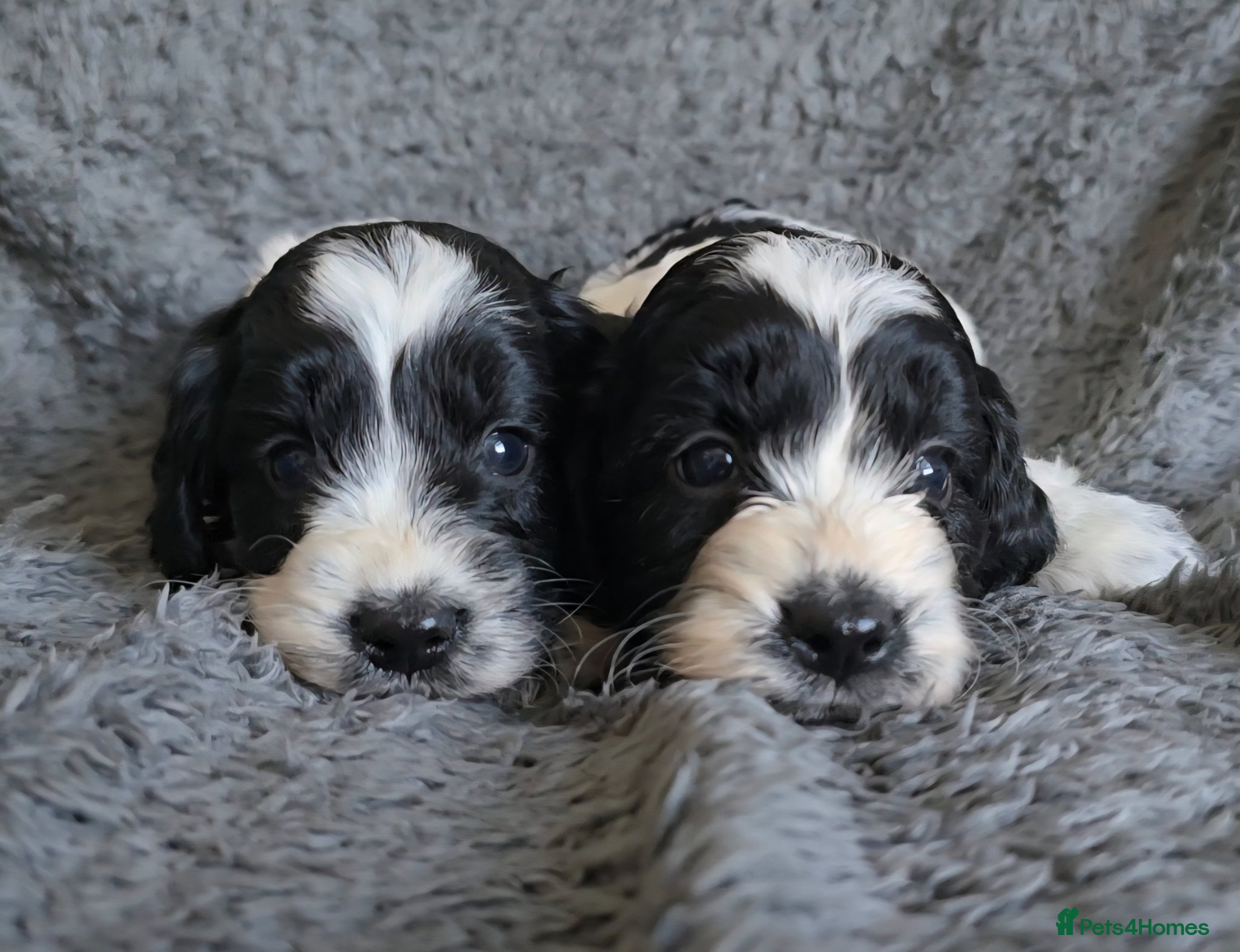 Cockapoo dogs 2 boys left. Roan F1 Cockapoos. DNA Tested  - Advert 10
