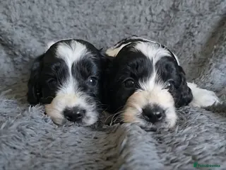 Cockapoo dogs 2 boys left. Roan F1 Cockapoos. DNA Tested - Advert 10