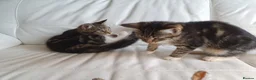 Maine Coon cats for sale: 2 Maine Coon Cross kittens for sale - Advert 16
