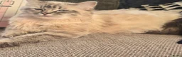Mixed Breed cats for sale: British blue mixed ragdoll  in Edinburgh - Advert 3