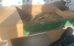 Tortoise reptiles for sale: 2 x horse field tortoises  - Image 3