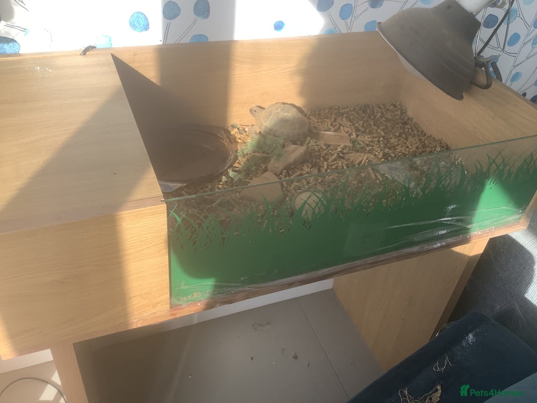 Tortoise reptiles for sale: 2 x horse field tortoises  - Image 3