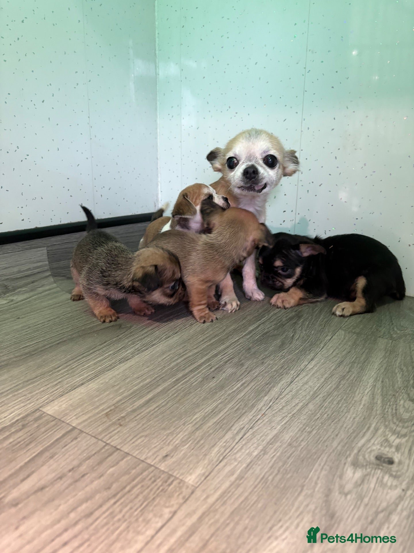 Chihuahua dogs for sale: Stunning Chihuahua puppies - Advert 2