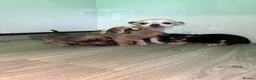 Chihuahua dogs for sale: Stunning Chihuahua puppies - Advert 1