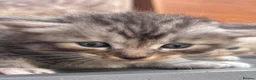 Ragcoon cats for sale: 🐾 Adorable RAGCOON Kittens ! 🐾 - Advert 4