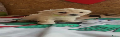 Miss Lime 