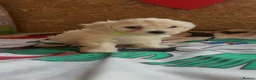 Bichon Frise dogs for sale: Beautiful Bichon Frise Puppies – 3 Boys & 3 Girls - Advert 2