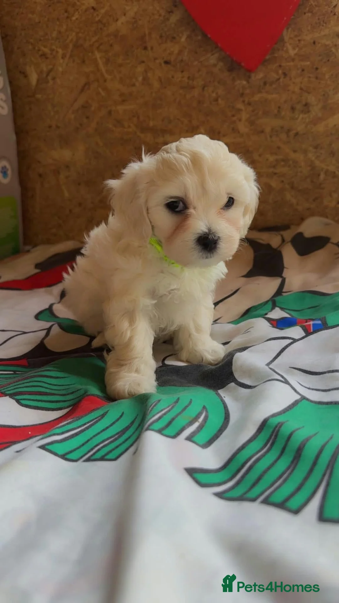 Bichon Frise dogs for sale: Beautiful Bichon Frise Puppies – 3 Boys & 3 Girls - Advert 2