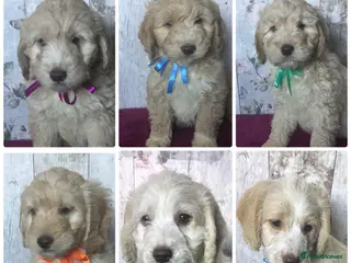 Mixed Breed dogs Cockador x poodle pups( mini doodles) - Advert 4
