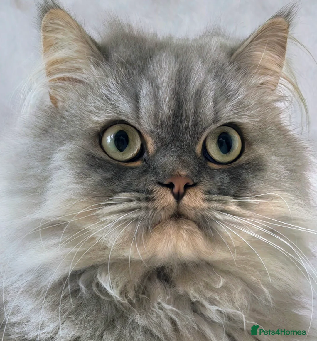 Persian cats for sale: Persian Adult Male - Advert 1