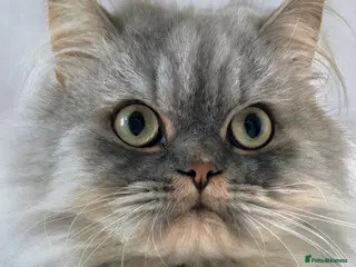 Persian cats Persian Adult Male - Advert 1