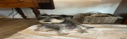 Miniature Schnauzer dogs for sale: Miniature schnauzer puppies for sale  - Advert 9