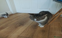 Mixed Breed cats for sale: 4 beautiful kittens ready for their forever home - Image 5