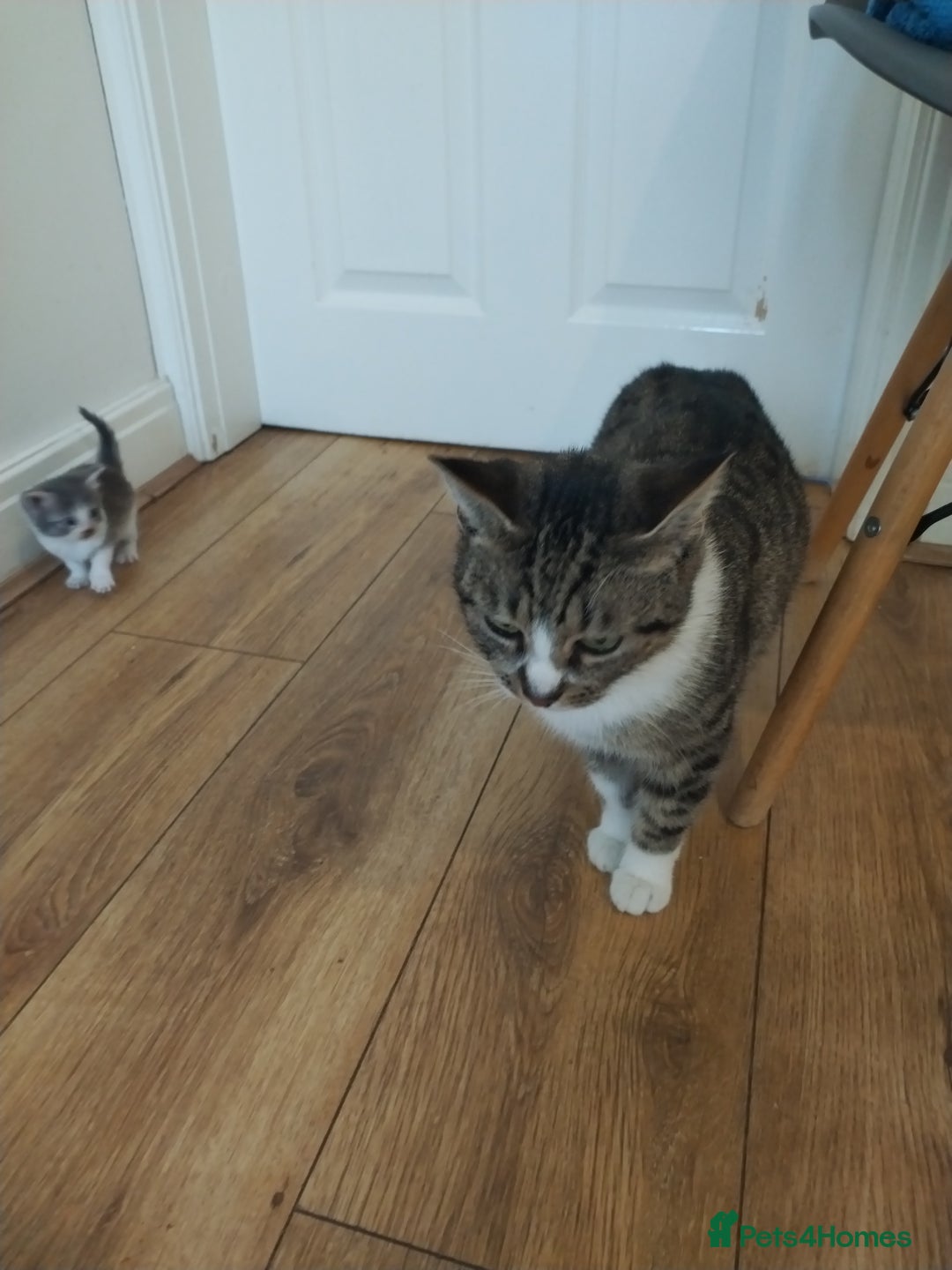 Mixed Breed cats for sale: 4 beautiful kittens ready for their forever home - Image 5