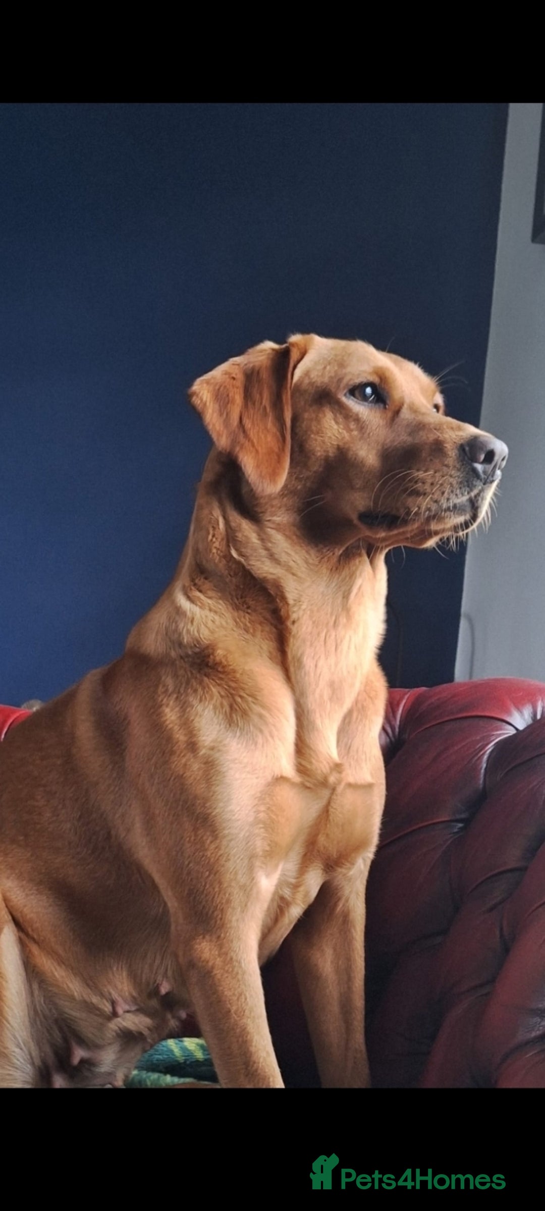 Golden Retriever dogs for sale: Red fox labrador puppy's  - Image 12