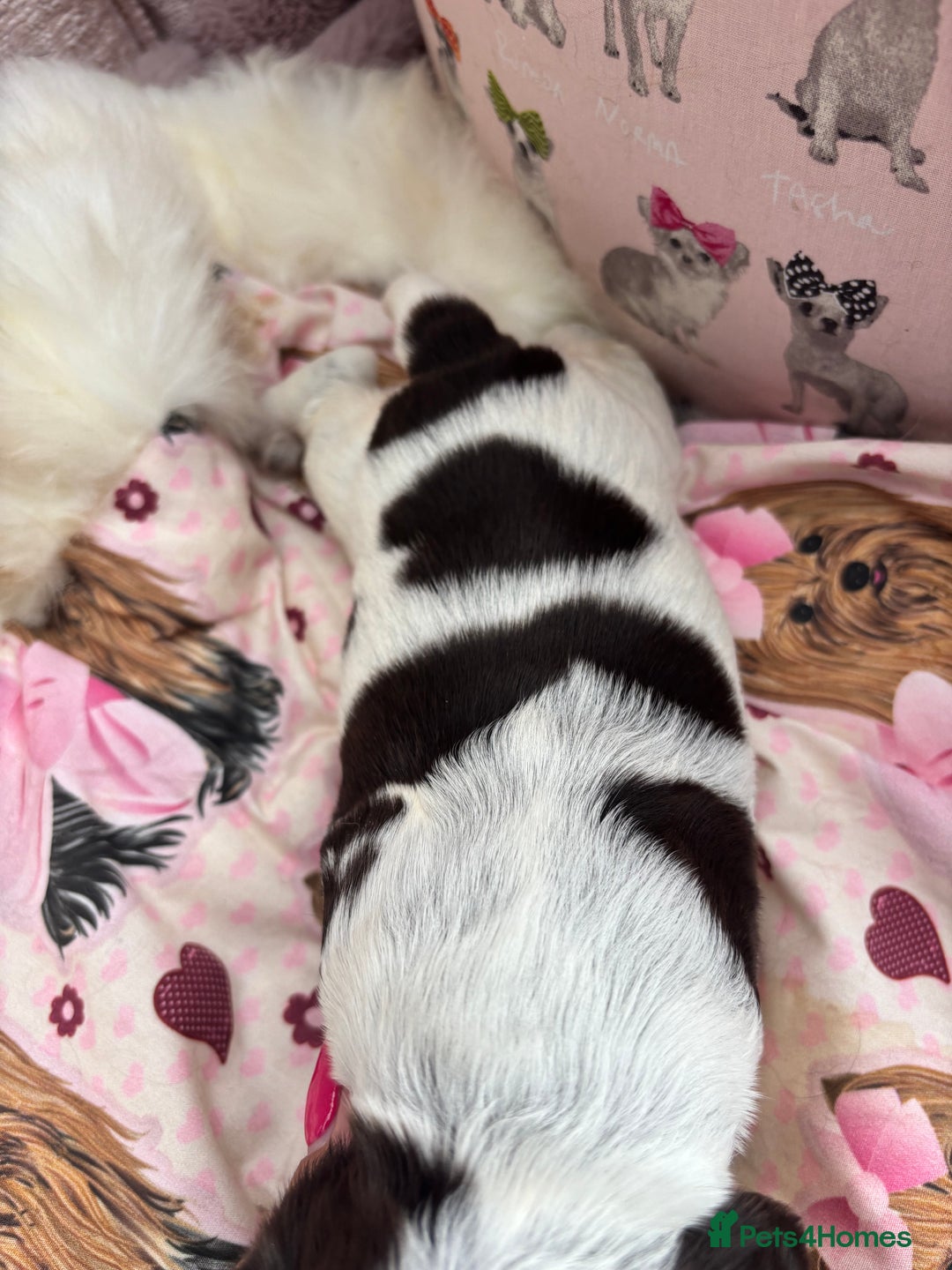 Cocker Spaniel dogs for sale: Outstanding show cocker pups - Image 10