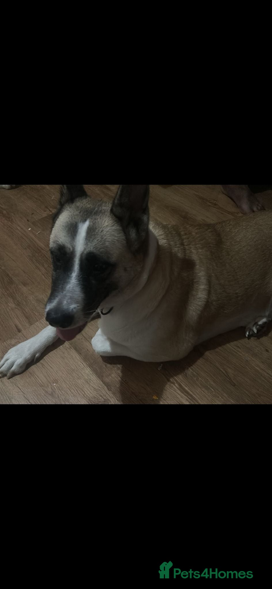 Akita dogs Akita 5 months - Advert 1