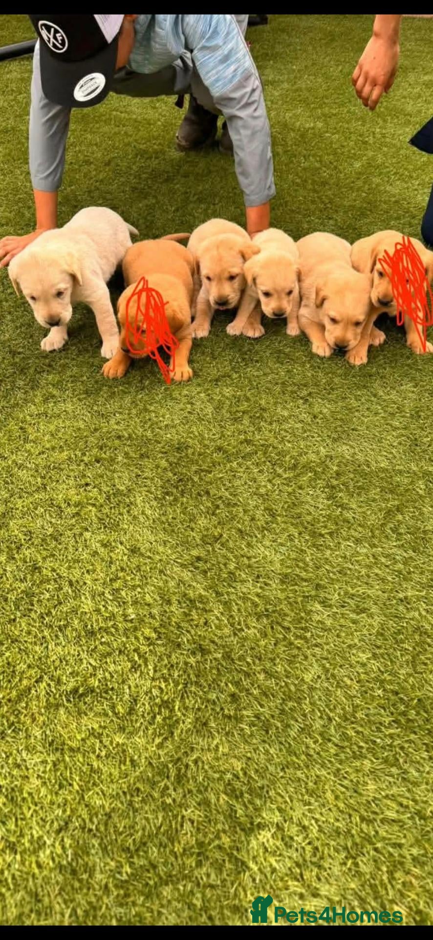Labrador Retriever dogs Stunning labrador puppies  - Advert 1