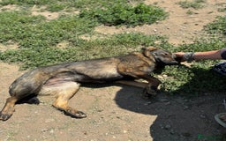 Mixed Breed dogs for adoption: Meet Lovely little LOTTIE! she needs a Loving Home - Image 8