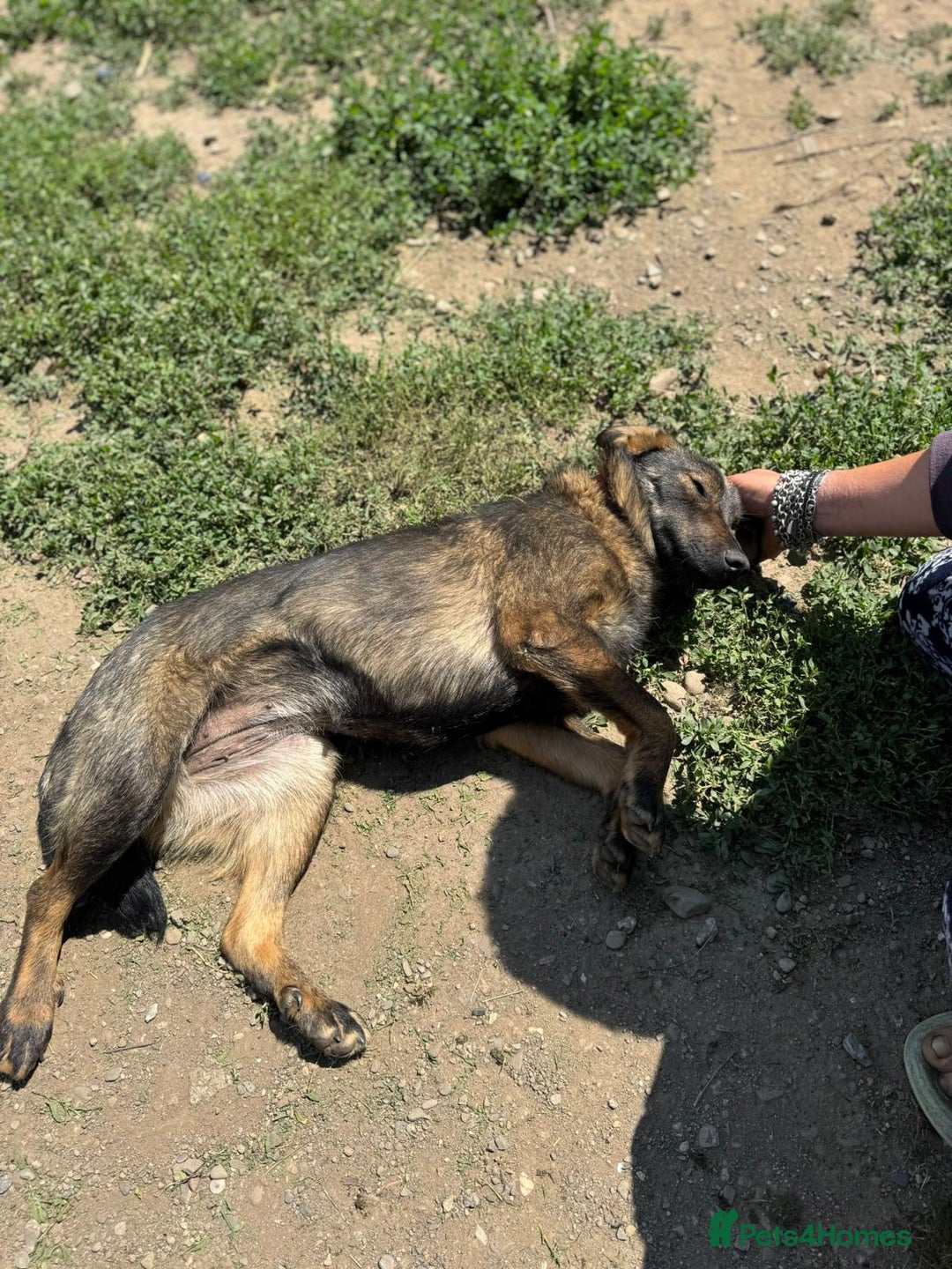 Mixed Breed dogs for adoption: Meet Lovely little LOTTIE! she needs a Loving Home - Image 8