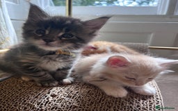 Maine Coon cats for sale: Maine coon kitten  - Image 38