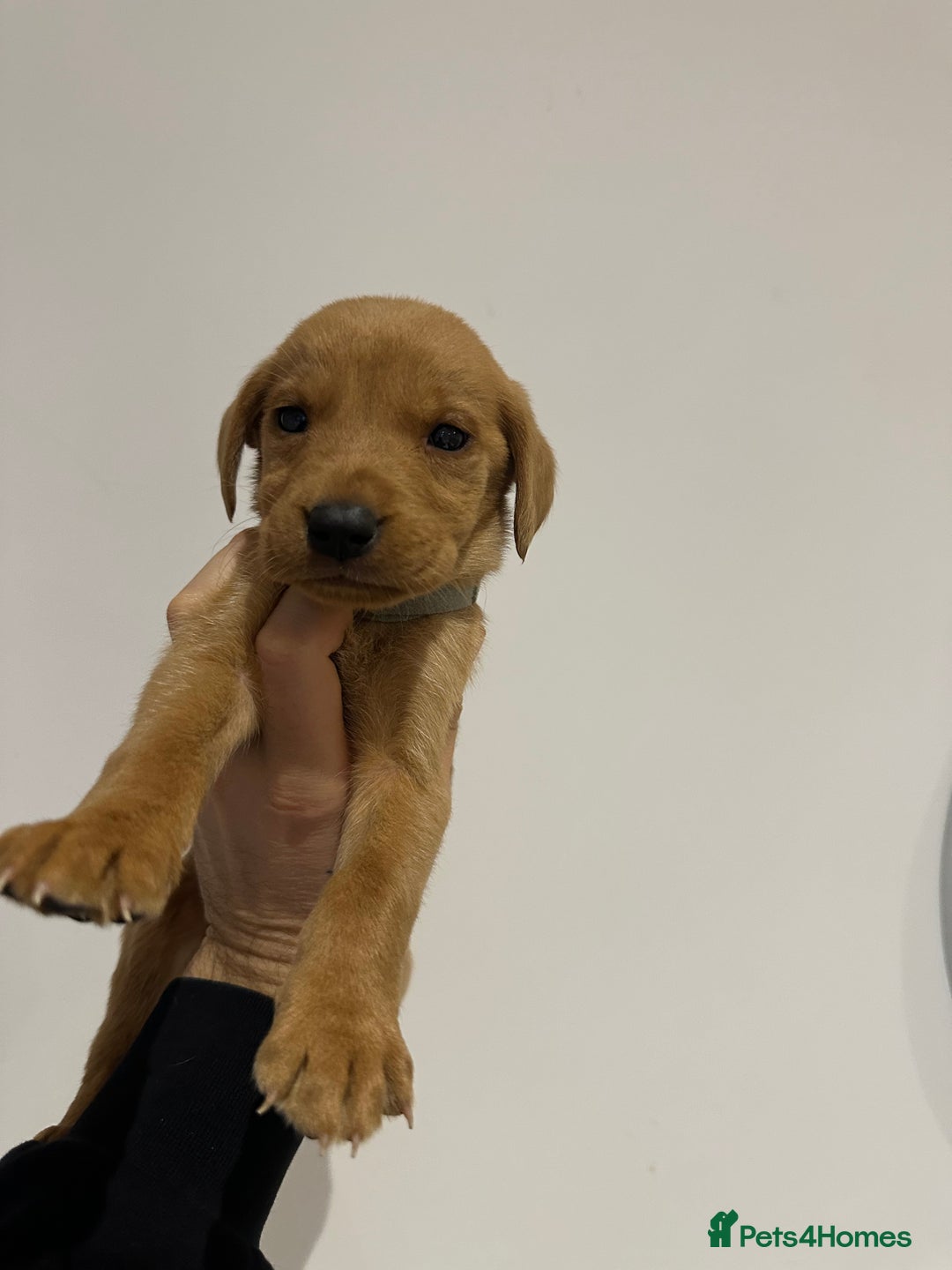 Labrador Retriever dogs for sale: Working Class Fox Red Labs  - Image 17