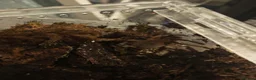 Tarantulas invertebrates for sale: Goliath bird eater (blondi) B Black, D Purple  in Durham - Advert 2