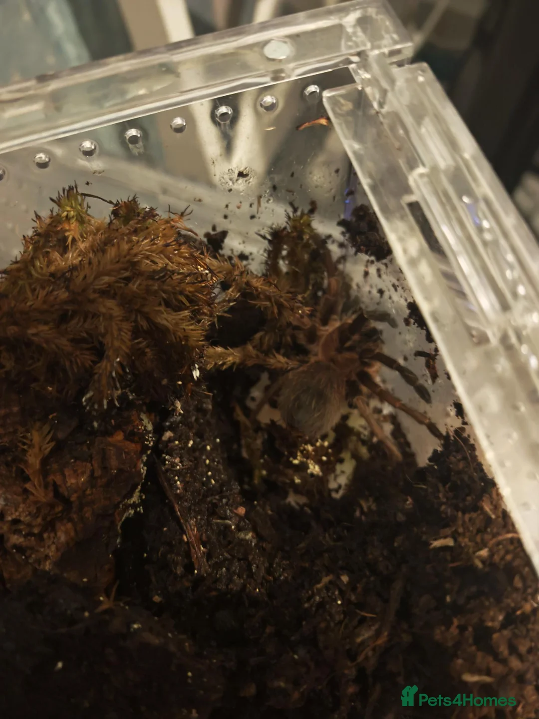 Tarantulas invertebrates for sale: Goliath bird eater (blondi) B Black, D Purple  in Durham - Advert 2