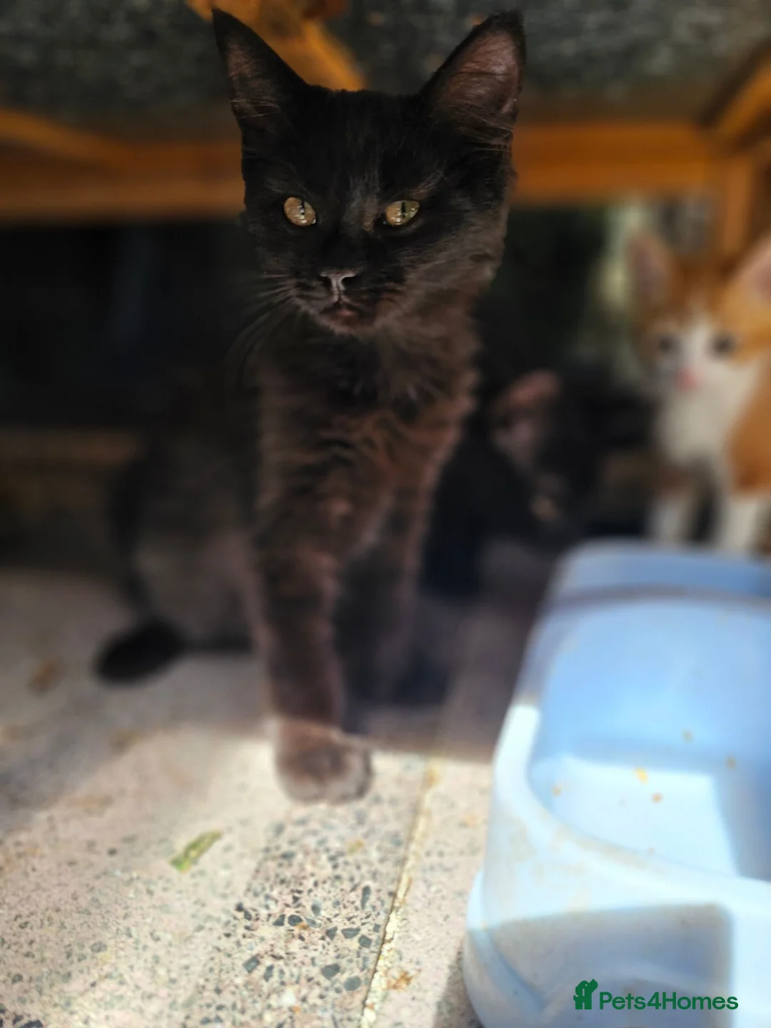 Persian cats for sale: Half perian lovley kittens  - Advert 2