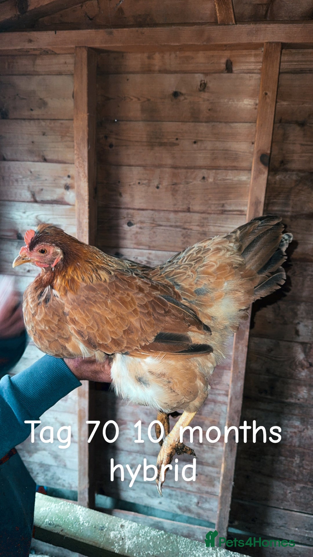 Chickens poultry for sale: Hybrid/ cross breed hens for sale - Image 11