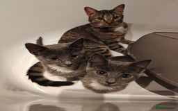 Domestic Shorthair cats for sale: Loving kittens - Image 18