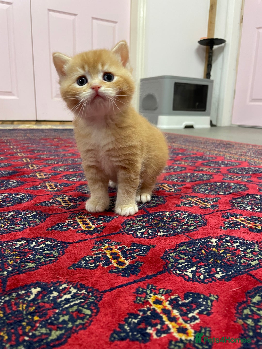 British Shorthair cats for sale: Adorable golden kittens - Advert 4