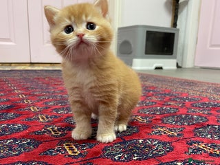 British Shorthair cats Adorable golden kittens - Advert 2