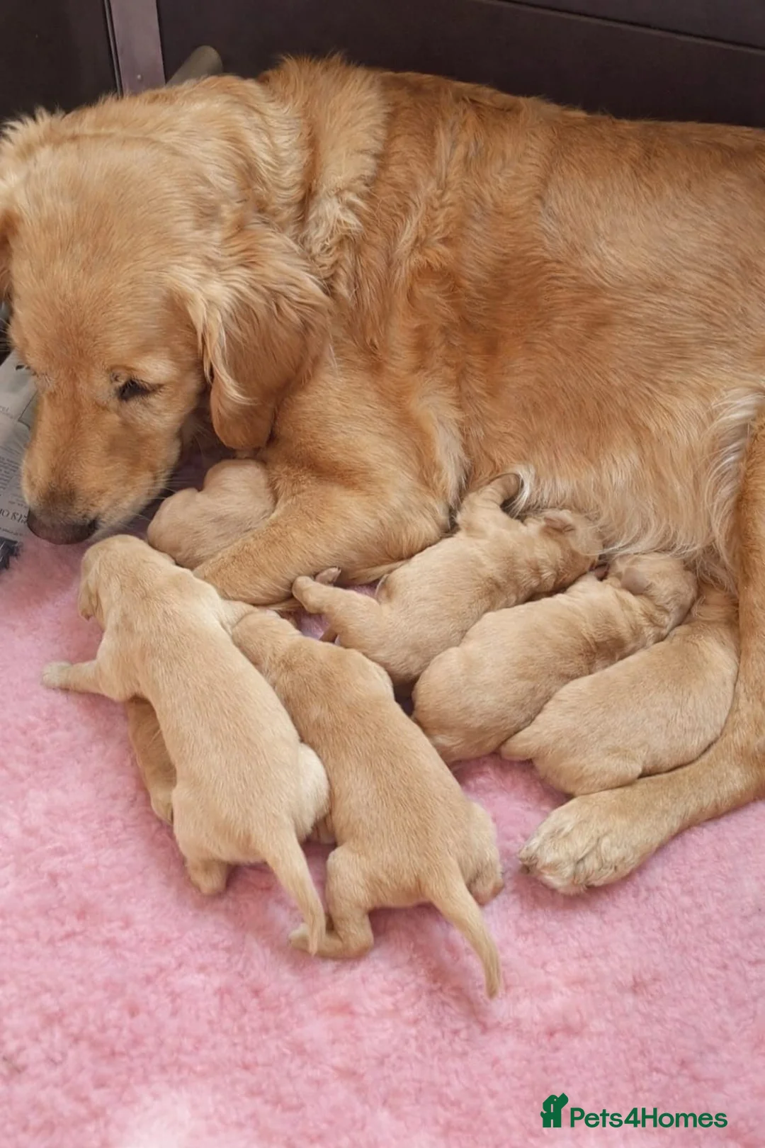 Golden Retriever dogs for sale: Beautiful Golden Retreiver puppies for sale🐾 in Rainham - Advert 2