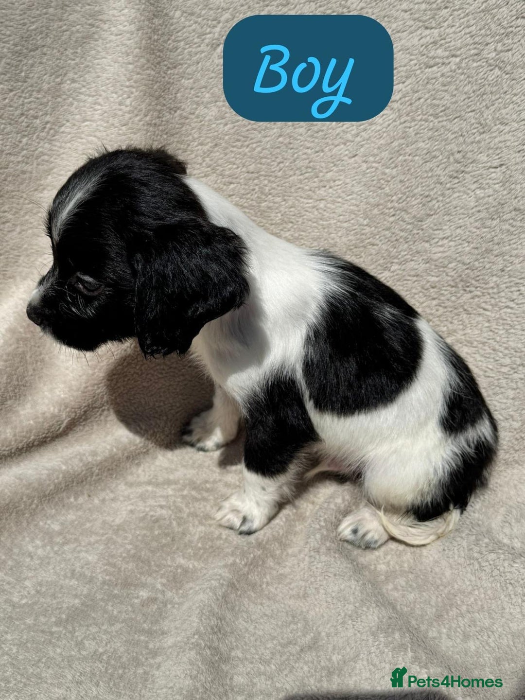 Sprocker dogs for sale: 7 Sprocker puppies  - Advert 10