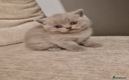 British Shorthair cats for sale: British shorthair  - Image 9