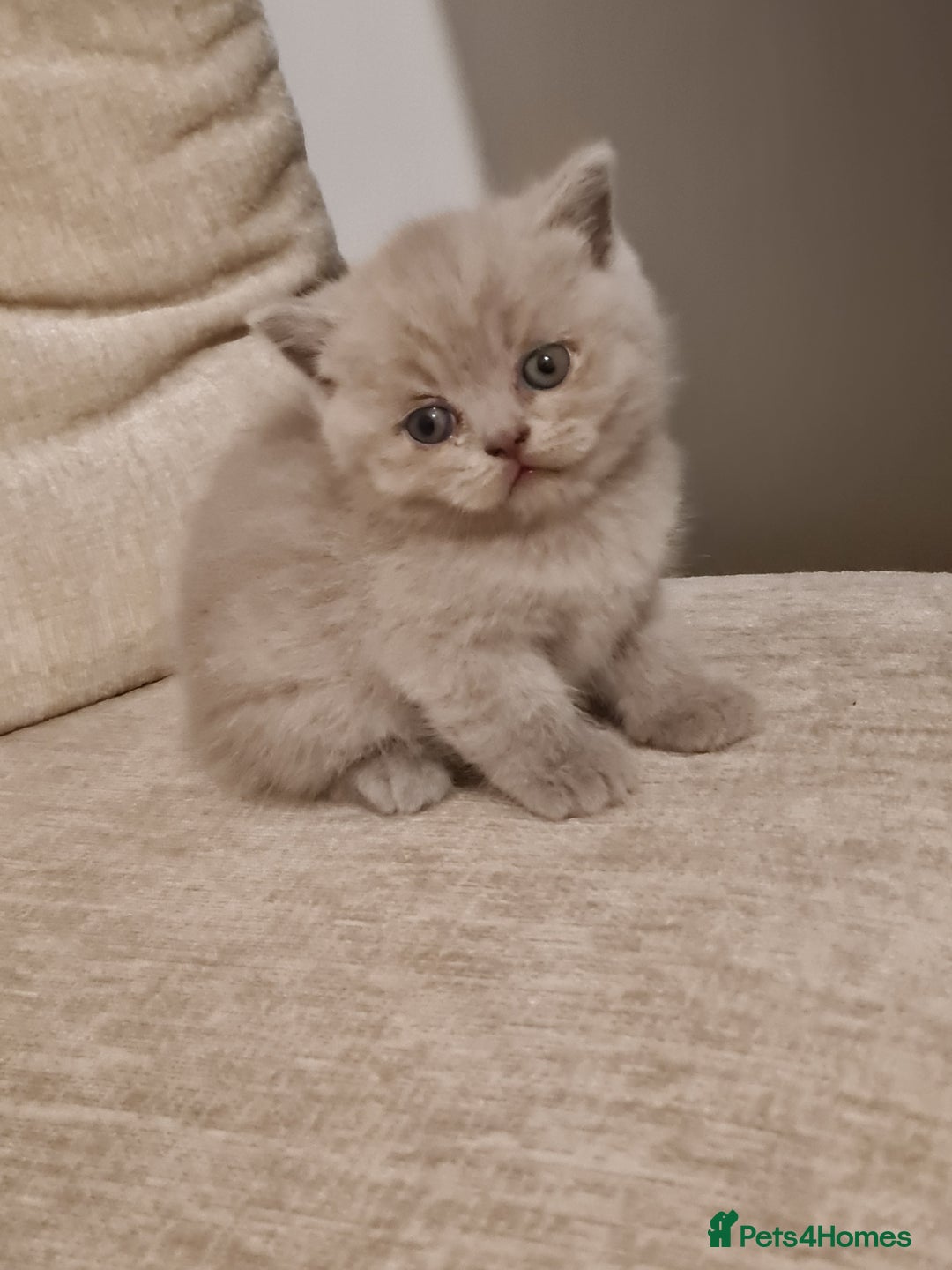 British Shorthair cats for sale: British shorthair  - Image 9