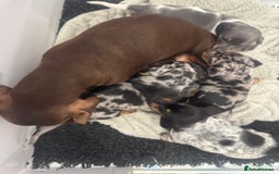 Miniature Dachshund dogs for sale: Adorable Miniature Dachshund Puppies  - Image 14