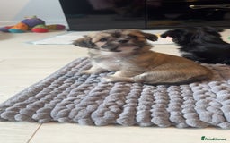 Mixed Breed dogs for sale: Tini Malchi puppies  - Image 18