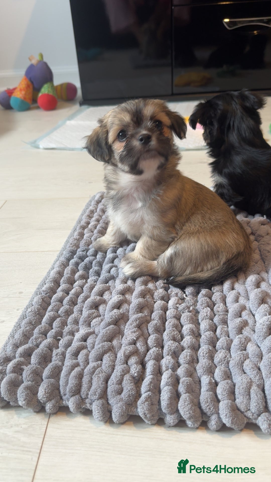 Mixed Breed dogs for sale: Tini Malchi puppies  - Image 18