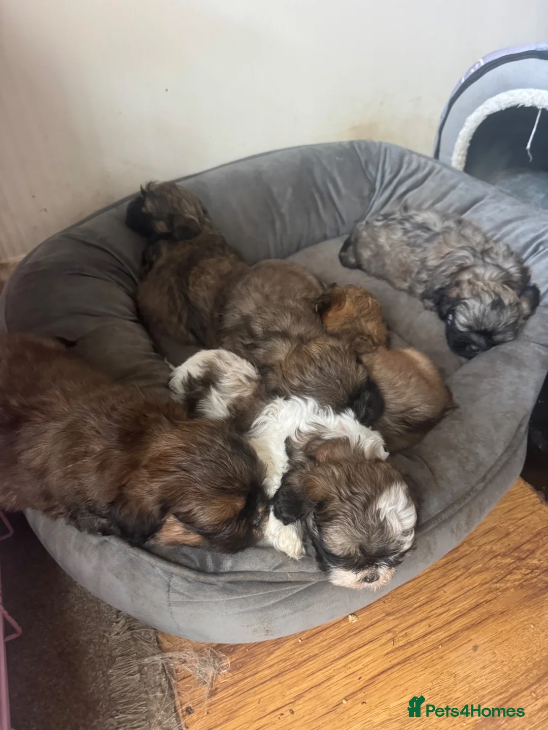 Shih Tzu dogs for sale: Shih Tzus Puppies for sale  - Advert 5