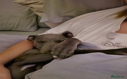 Whippet dogs for sale: Beautiful Male Whippet Puppy - Image 10